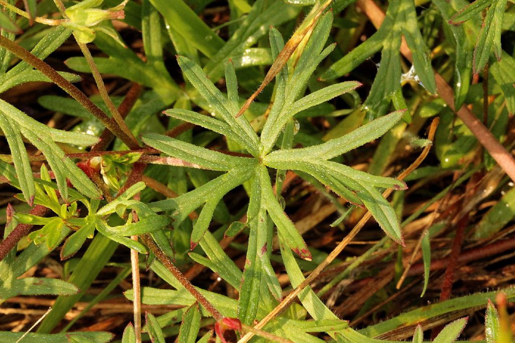 Geranium columbinum / Geranio colombino